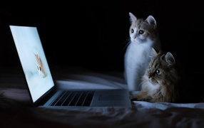 Котята у ноутбука