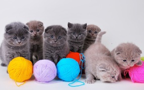 Котята непоседы