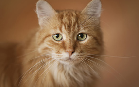 Портрет рыжего кота