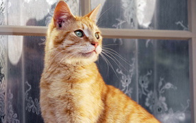 Рыжий кот около окна