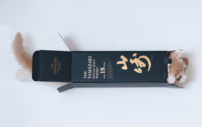 Котенок залез в коробку