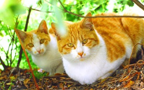 Два рыжих кота