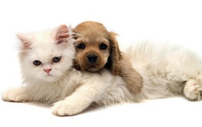 Белый кот и щенок