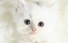 Белый котенок с черными глазами