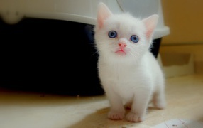 	   White kitten with blue eyes