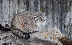 Дикий кот манул