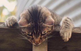 Кот наблюдатель