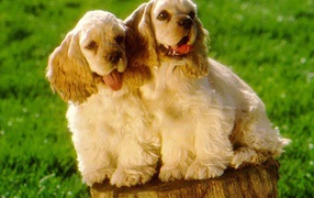 Парочка милых американских кокер спаниелей