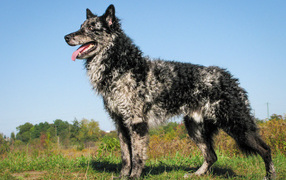 Красивый пес муди