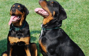 A pair of Rottweilers with happy-faced