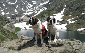 A pair of St. Bernards in Switzerland