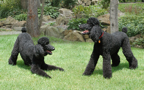 A pair of black poodles