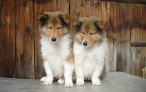 A pair of cute puppies collie