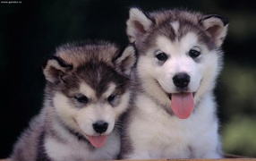 A pair of cute puppies huskies