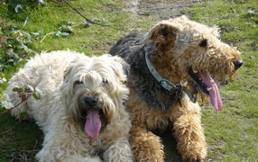 A pair of dogs Airedales