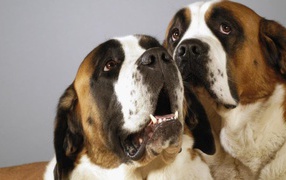 A pair of dogs Saint Bernards