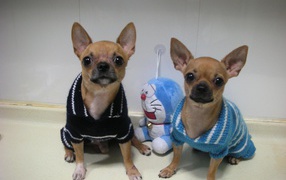 A pair of dogs chihuahua