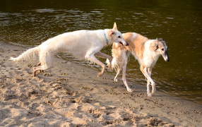 A pair of greyhounds on the Water