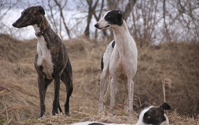 A pair of greyhounds on the hunt
