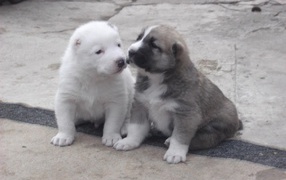 Пара щенков алабая на земле