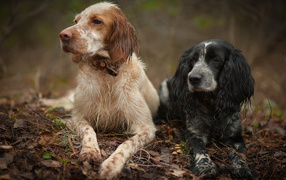 A pair of spaniels on the hunt