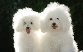 A pair of white poodles