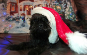 Новогодний наряд аффенпинчера