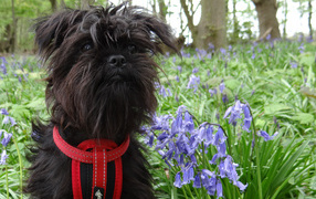 Аффенпинчер в цветах