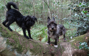 Аффенпинчеры в лесу