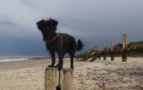 Аффенпинчер на пляже