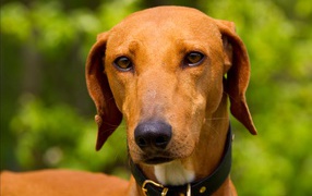 Африканская порода азавак