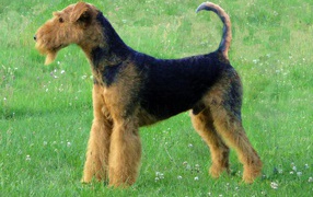 Airedale Meadow