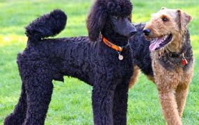 Airedale Terrier and Poodle