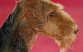 Airedale Terrier on a pink background