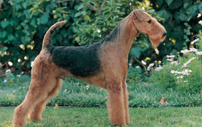 Airedale Terrier on green background