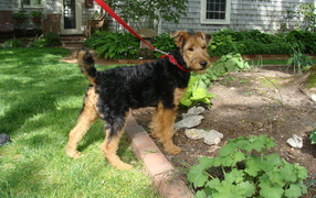 Airedale Terrier puppy for a walk
