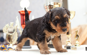 Airedale Terrier puppy learns to walk