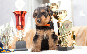 Airedale Terrier puppy with awards