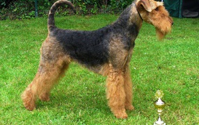 Airedale Terrier with his trophy