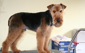 Airedale at a reception at the vet