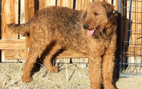 Airedale at a wooden fence