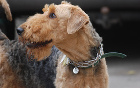 Airedale dog at the show