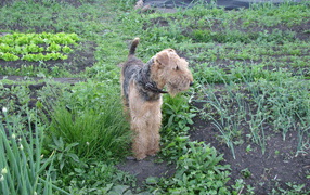 Airedale dog in the garden