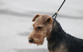 Airedale dog on a leash