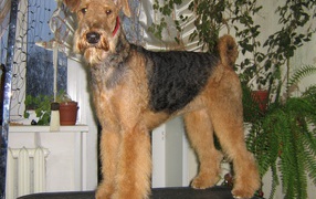 Airedale dog on the table