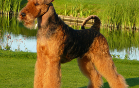 Airedale dog pond