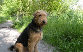 Airedale dog sitting