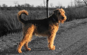 Airedale dog town