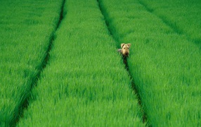 Airedale in the green fields