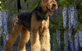 Airedale on the floral background